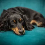 Pet therapy e terza età: come un animale domestico può contribuire al benessere degli anziani